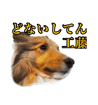 わろてるイッヌ（個別スタンプ：11）