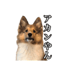 わろてるイッヌ（個別スタンプ：12）