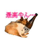 わろてるイッヌ（個別スタンプ：13）