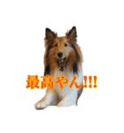 わろてるイッヌ（個別スタンプ：14）