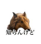 わろてるイッヌ（個別スタンプ：19）