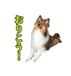 わろてるイッヌ（個別スタンプ：20）