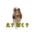 わろてるイッヌ（個別スタンプ：21）