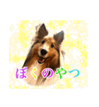 わろてるイッヌ（個別スタンプ：23）