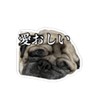 パグのまめぞうくんスタンプ4（個別スタンプ：6）