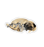パグのまめぞうくんスタンプ4（個別スタンプ：9）