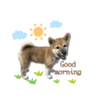 日常使える！柴犬 子犬ver（個別スタンプ：1）