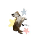 日常使える！柴犬 子犬ver（個別スタンプ：3）