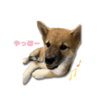 日常使える！柴犬 子犬ver（個別スタンプ：4）