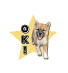 日常使える！柴犬 子犬ver（個別スタンプ：5）