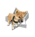 日常使える！柴犬 子犬ver（個別スタンプ：6）