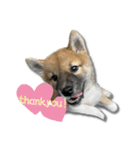 日常使える！柴犬 子犬ver（個別スタンプ：7）