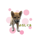 日常使える！柴犬 子犬ver（個別スタンプ：8）