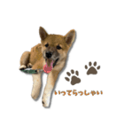 日常使える！柴犬 子犬ver（個別スタンプ：9）