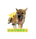 日常使える！柴犬 子犬ver（個別スタンプ：10）