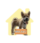 日常使える！柴犬 子犬ver（個別スタンプ：12）