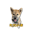 日常使える！柴犬 子犬ver（個別スタンプ：13）