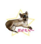 日常使える！柴犬 子犬ver（個別スタンプ：14）