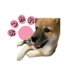 日常使える！柴犬 子犬ver（個別スタンプ：15）