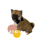 日常使える！柴犬 子犬ver（個別スタンプ：16）