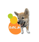 日常使える！柴犬 子犬ver（個別スタンプ：17）