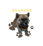 日常使える！柴犬 子犬ver（個別スタンプ：19）