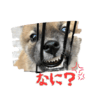 日常使える！柴犬 子犬ver（個別スタンプ：20）