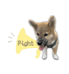 日常使える！柴犬 子犬ver（個別スタンプ：21）