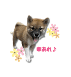 日常使える！柴犬 子犬ver（個別スタンプ：22）