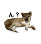 日常使える！柴犬 子犬ver（個別スタンプ：23）