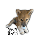 日常使える！柴犬 子犬ver（個別スタンプ：24）