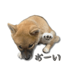 日常使える！柴犬 子犬ver（個別スタンプ：25）