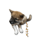 日常使える！柴犬 子犬ver（個別スタンプ：26）