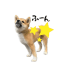 日常使える！柴犬 子犬ver（個別スタンプ：27）
