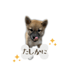 日常使える！柴犬 子犬ver（個別スタンプ：28）