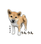 日常使える！柴犬 子犬ver（個別スタンプ：29）