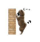 日常使える！柴犬 子犬ver（個別スタンプ：30）