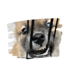 日常使える！柴犬 子犬ver（個別スタンプ：31）
