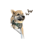 日常使える！柴犬 子犬ver（個別スタンプ：33）