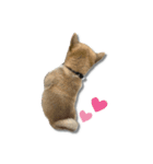日常使える！柴犬 子犬ver（個別スタンプ：35）