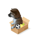 日常使える！柴犬 子犬ver（個別スタンプ：36）