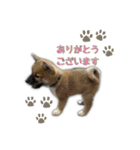 日常使える！柴犬 子犬ver（個別スタンプ：37）