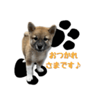 日常使える！柴犬 子犬ver（個別スタンプ：38）