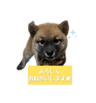 日常使える！柴犬 子犬ver（個別スタンプ：39）