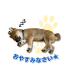 日常使える！柴犬 子犬ver（個別スタンプ：40）