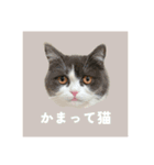 ぽんちゃんのおたく（個別スタンプ：1）