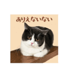 ぽんちゃんのおたく（個別スタンプ：5）