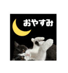 ぽんちゃんのおたく（個別スタンプ：6）