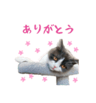 ぽんちゃんのおたく（個別スタンプ：8）