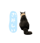 ぽんちゃんのおたく（個別スタンプ：9）